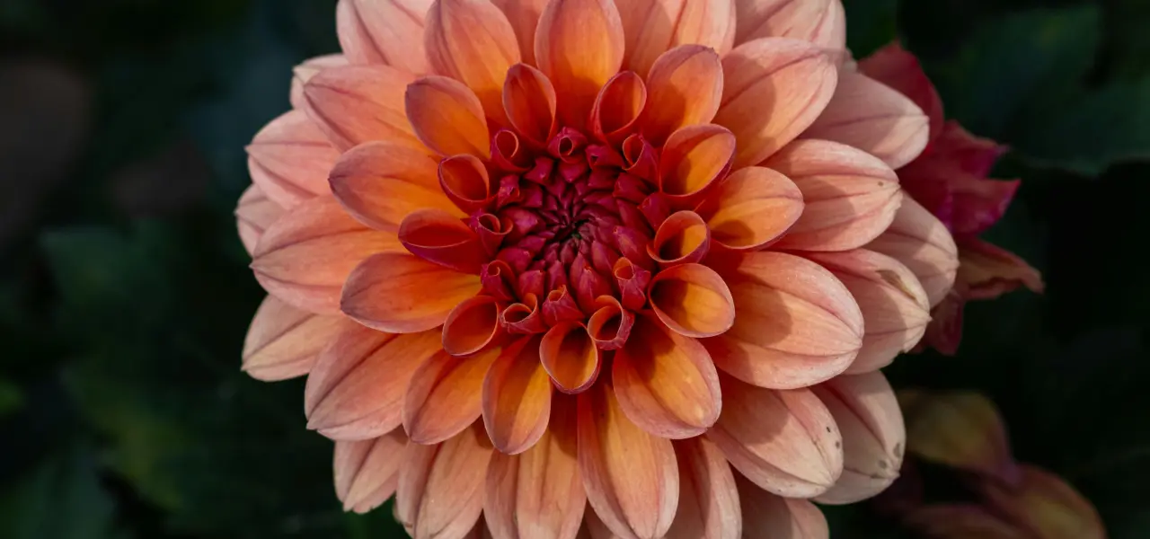 Summer flowering bulbs #c26344