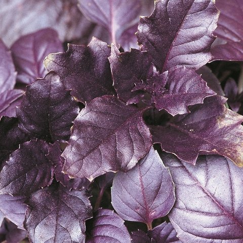 Kings Basil Purple Seeds