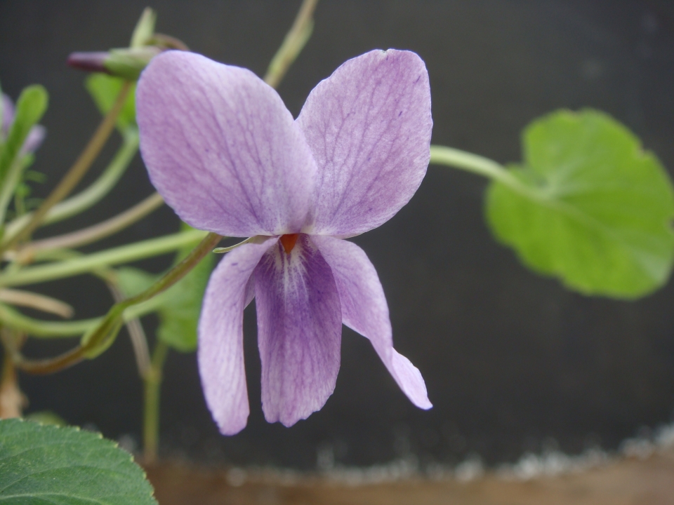 Viola odorata Charles Winston Groves