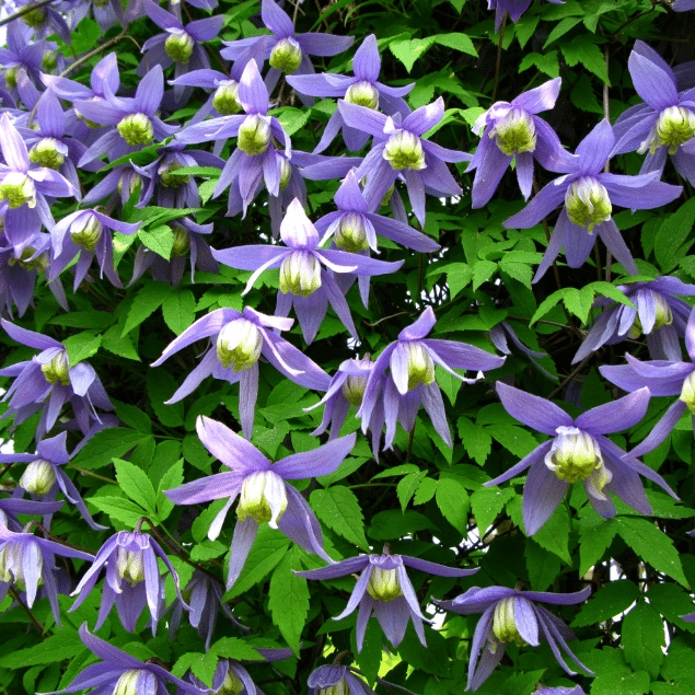 Climbers that will tolerate Coastal Conditions Climbers that will tolerate Coastal Conditions