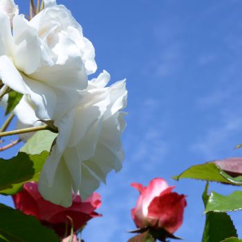 Cover those fences and walls with roses