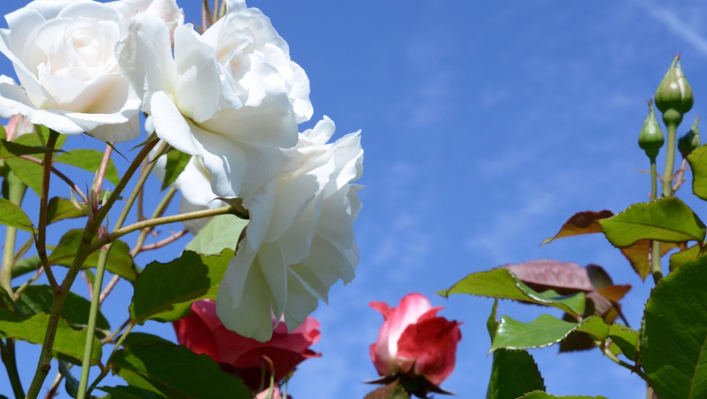 Cover those fences and walls with roses Cover those fences and walls with roses