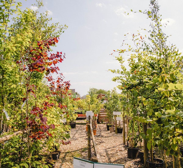 Fruit trees