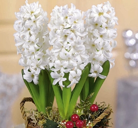 Growing hyacinths for Christmas