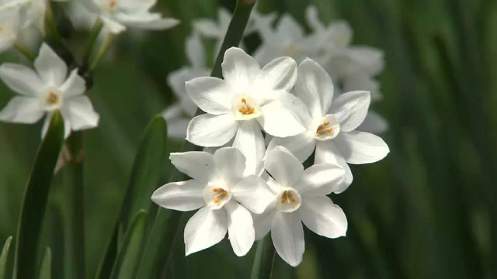 Growing paperwhites for Christmas