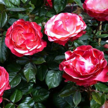 Growing roses in containers