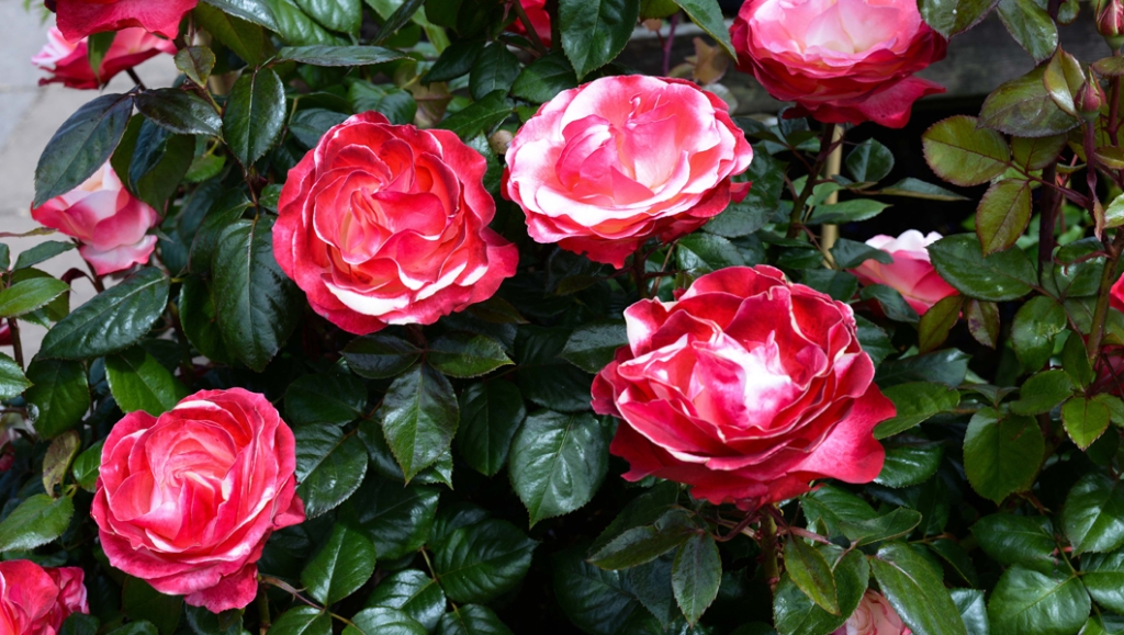 Growing roses in containers