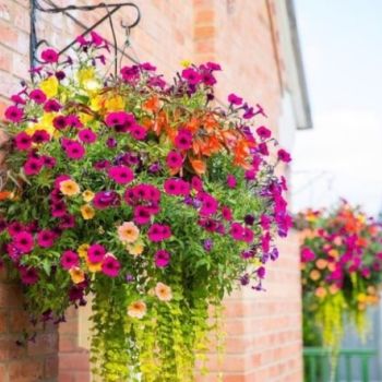 Keep your hanging baskets looking specacular