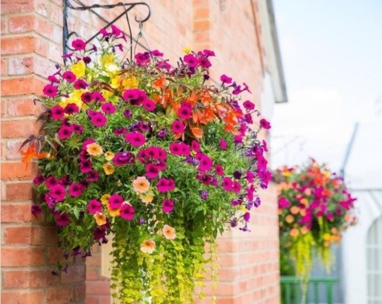 Keep your hanging baskets looking specacular