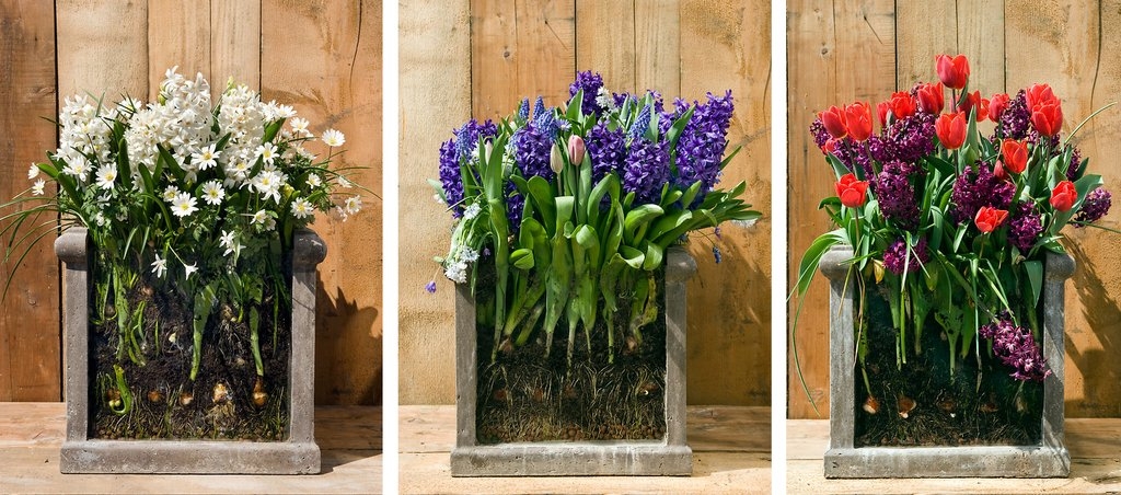 Layered Bulb Planting Layered Bulb Planting