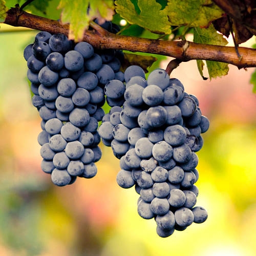Planting grape vines Planting grape vines