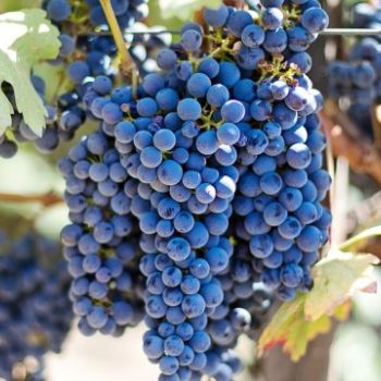 Pruning grape vines