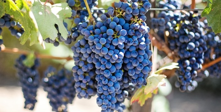 Pruning grape vines