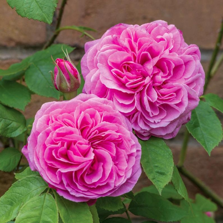 Roses for shady areas or north walls Roses for shady areas or north walls