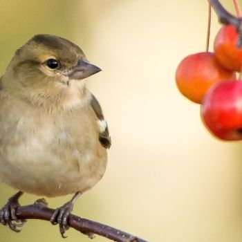 Shrubs and trees for Autumn berries