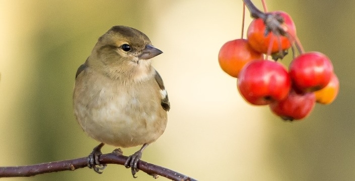 Shrubs and trees for Autumn berries