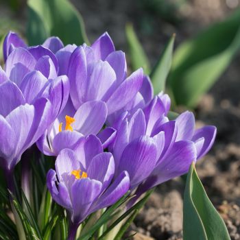 Spring bulbs full of nectar for bees