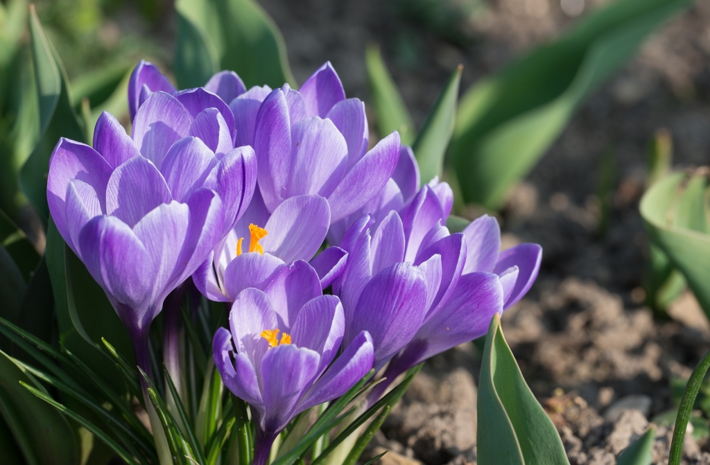 Spring bulbs full of nectar for bees