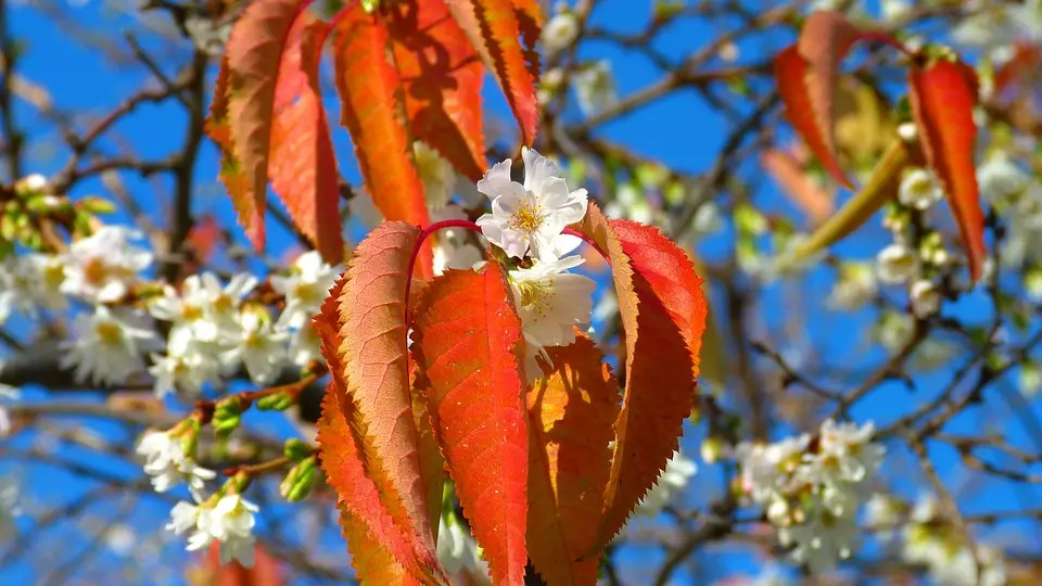 15 gardening tips for November