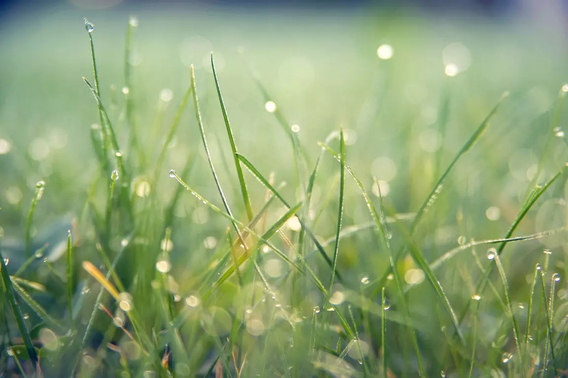 6 lawn care tips for April