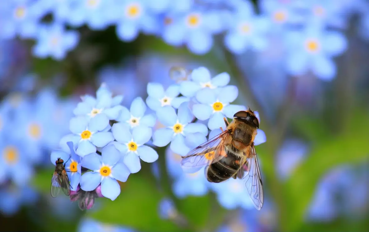 6 ways to attract wildlife to your garden