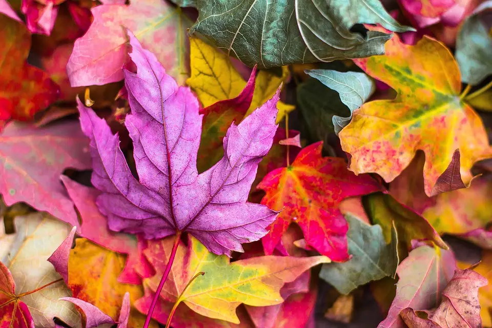 7 top autumn garden care tips