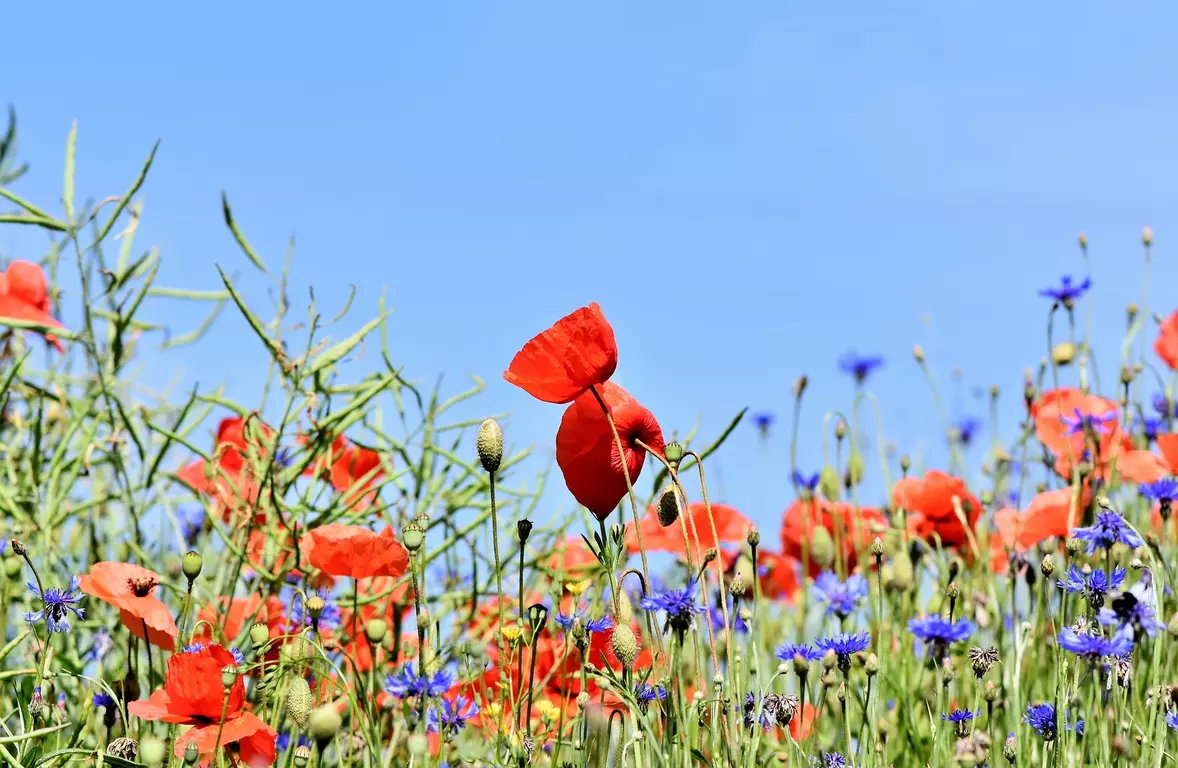 7 top garden tips for the Bank Holiday weekend