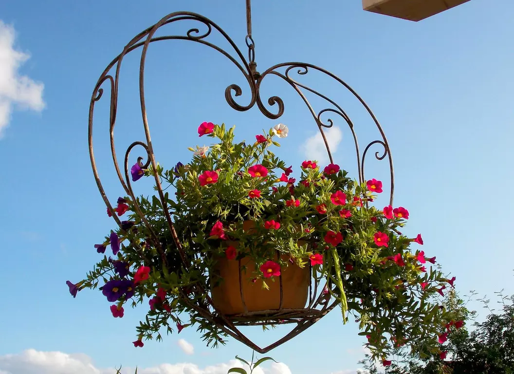 Best flowers to grow in a hanging basket