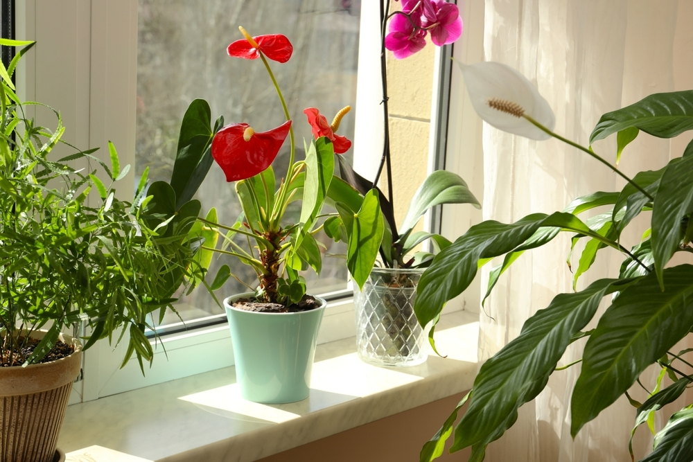 Care for your houseplants in winter