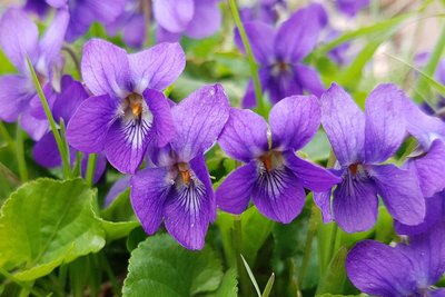 Caring for your violets
