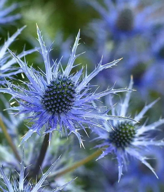 Drought-tolerants perennial plants