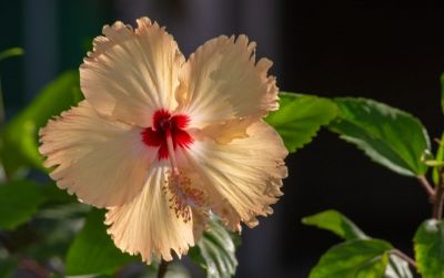 Edible flowers to grow