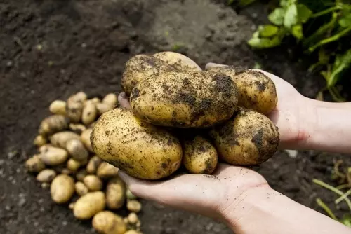 Explaining seed potatoes