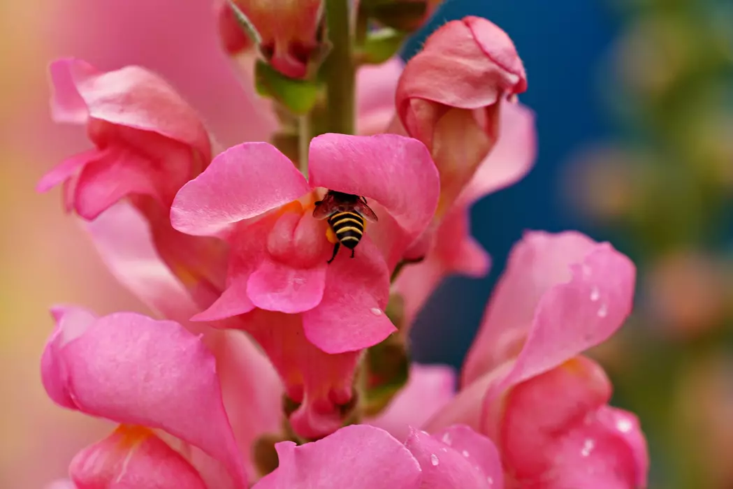 Flower seeds to sow in March