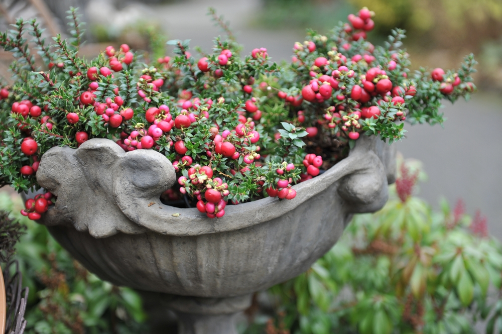 Gaultheria: a Winter Wonder