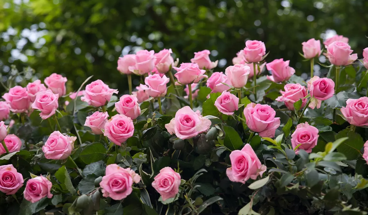 Growing roses in a small garden