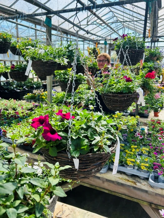 Hanging baskets