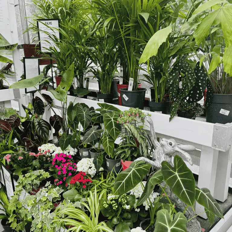 Houseplant care in the Summer