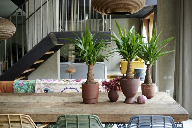 Houseplant of the month December: Yucca