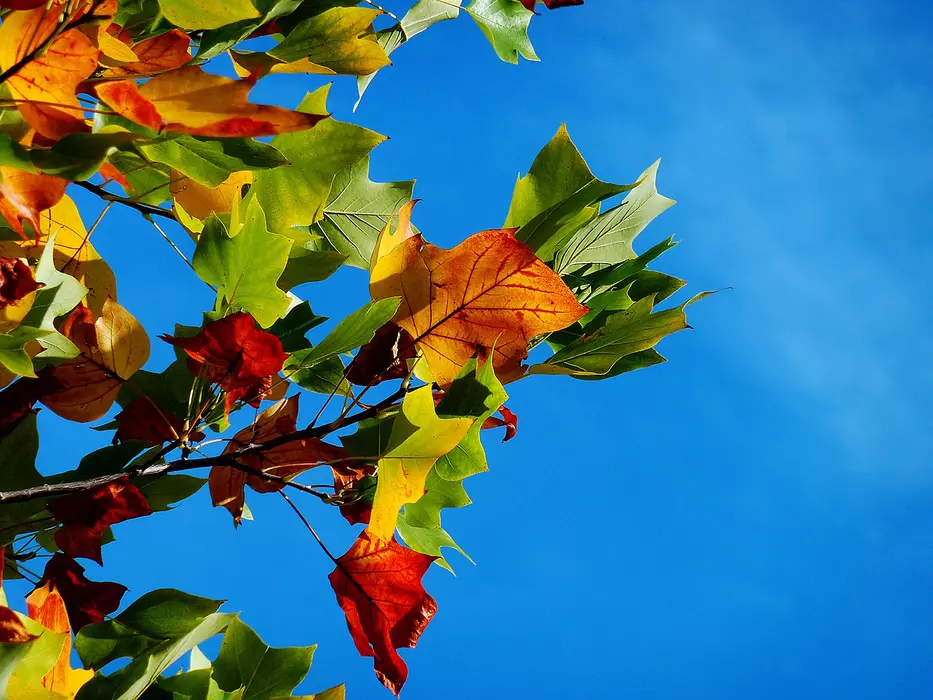 How to add autumn colour to your garden