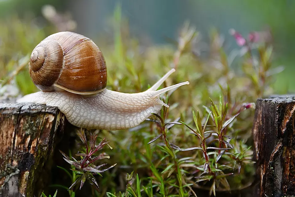 How to avoid snails in the garden