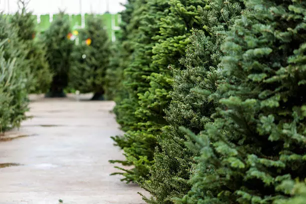 How to choose the perfect Christmas tree