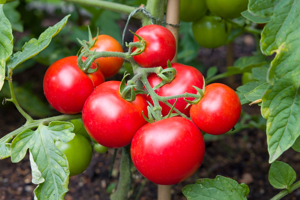 How to grow tomatoes