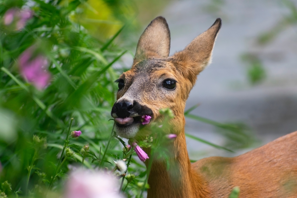 How to keep your crops safe from animals