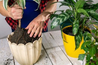 How to repot a container plant