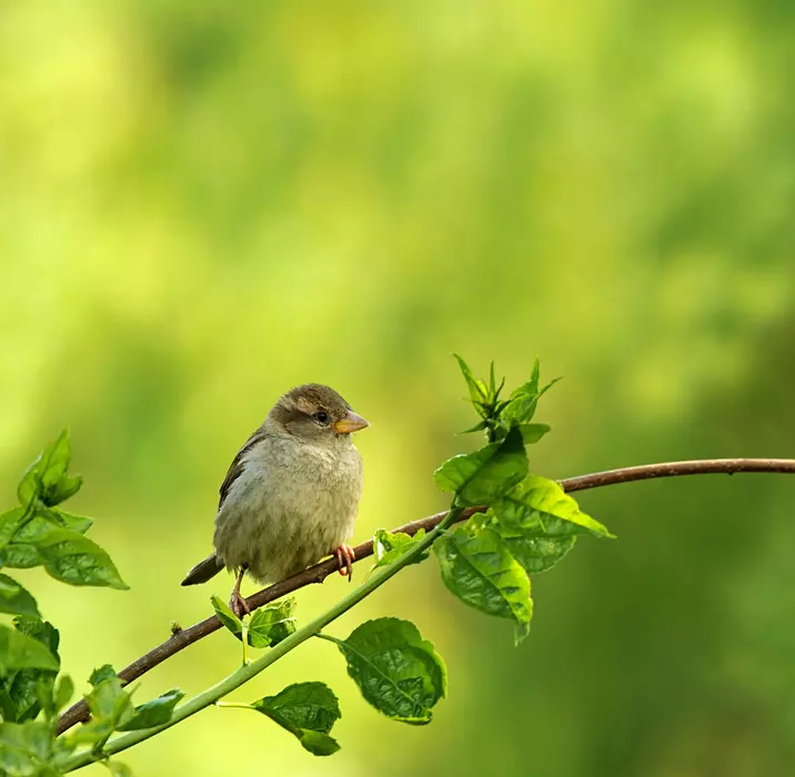 How to support wildlife in April