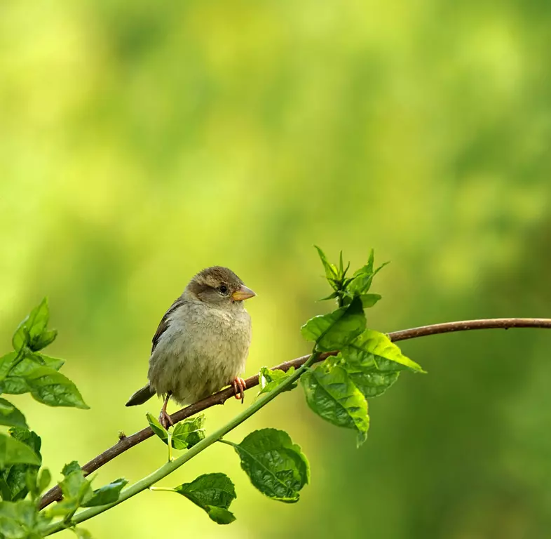 How to support wildlife in April