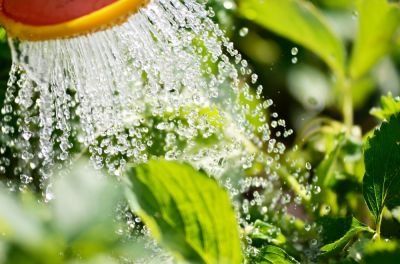 How to use water wisely in the garden