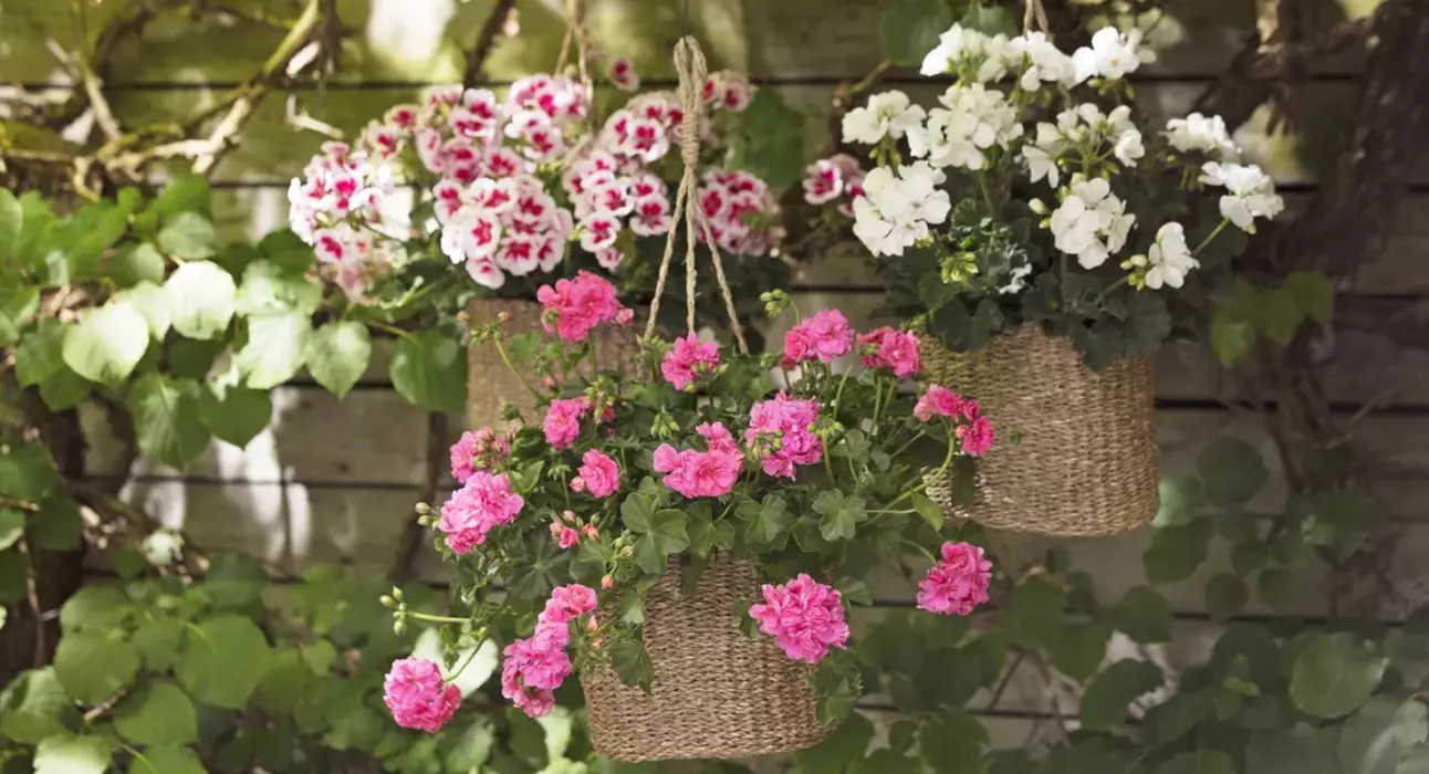 How to water hanging baskets