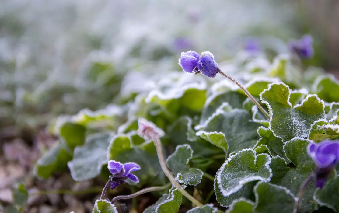 Make your January garden a fragrant paradise